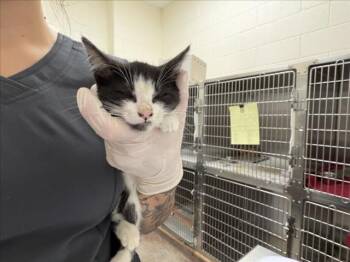 ZEE -  Domestic Short Hair Cat for Adoption in Santa Fe, New Mexico - ZEE | PetCurious