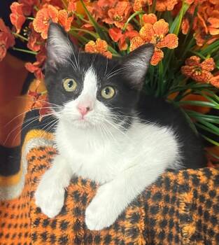 6/11/26 Melody -  Domestic Short Hair Cat for Adoption in Stillwater, Oklahoma - 6/11/26 Melody | PetCurious