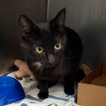 Domestic Short Hair Cats Available for Adoption in Nashville, Tennessee - Peggy | PetCurious
