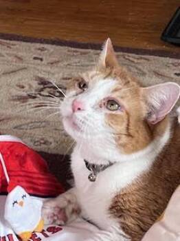 Domestic Short Hair Cats Available for Adoption - Tucker 2 | PetCurious