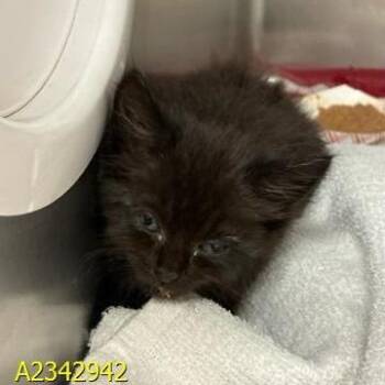 Alley -  Domestic Short Hair Cat for Adoption in West Palm Beach, Florida - Alley | PetCurious