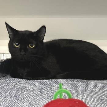 Domestic Short Hair Cats Available for Adoption - Java Fern | PetCurious