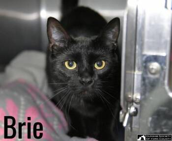 Brie -  Domestic Short Hair Cat for Adoption in Fort Mill, South Carolina - Brie | PetCurious