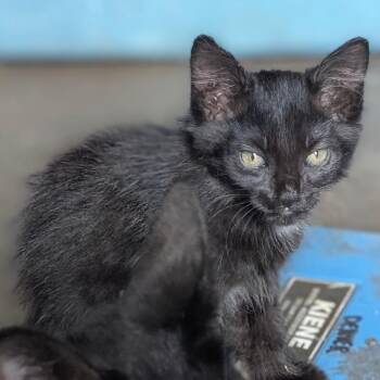 GeronimoMPAC-Stray-4075 -  Domestic Short Hair Cat for Adoption in Marshall, Texas - GeronimoMPAC-Stray-4075 | PetCurious