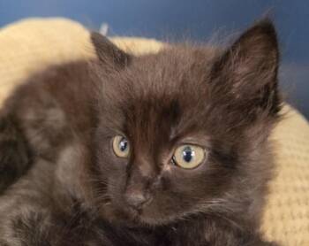 Domestic Medium Hair Cats Available for Adoption in Tracy, California - CANELO | PetCurious