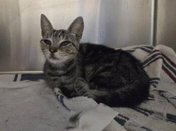 REBA -  Domestic Short Hair Cat for Adoption in Martinez, California - REBA | PetCurious