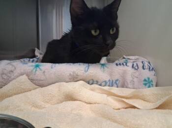 BAST -  Domestic Short Hair Cat for Adoption in Colorado Springs, Colorado - BAST | PetCurious