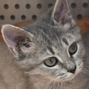 Rescue Domestic Medium Hair Cats for Adoption in Orange, Virginia - Gamora | PetCurious