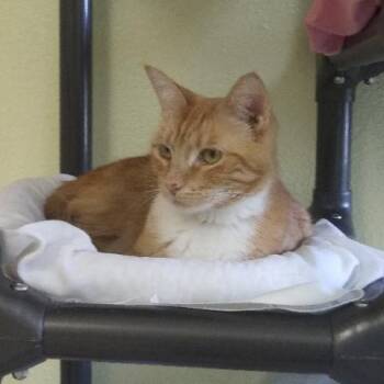 Marigold -  Domestic Short Hair Cat for Adoption in Libby, Montana - Marigold | PetCurious