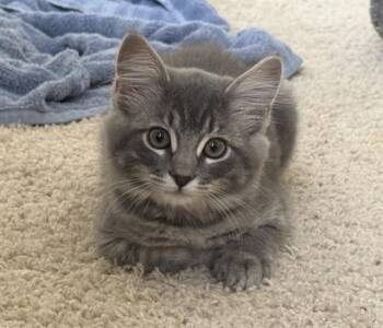 LADY -  Domestic Short Hair Cat for Adoption in Colorado Springs, Colorado - LADY | PetCurious