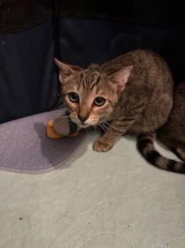 Rescue Domestic Short Hair Cats for Adoption in Jacksonville, Florida - Bonsai =^.^= | PetCurious