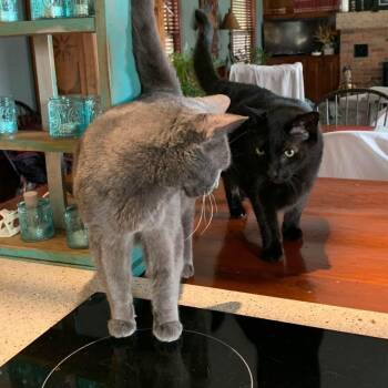 Rescue Domestic Short Hair Cats for Adoption in Richmond Hill, Ontario - Bonded Pair - Noire And Phoebe | PetCurious