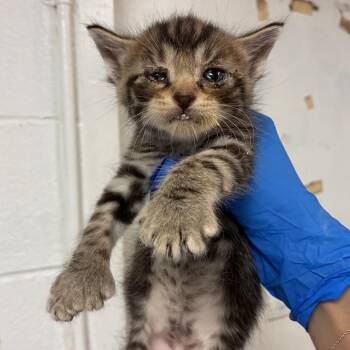Phillip -  Domestic Short Hair Cat for Adoption in Edinburg, Texas - Phillip | PetCurious