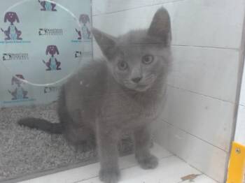 KELLY -  Domestic Short Hair Cat for Adoption in Orlando, Florida - KELLY | PetCurious