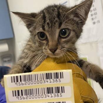 Axel -  Domestic Short Hair Cat for Adoption in Charleston, West Virginia - Axel | PetCurious