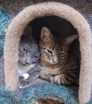 Ozzy & Okra -  Domestic Short Hair Cat Available for Adoption in Courtenay, British Columbia - Ozzy & Okra | PetCurious
