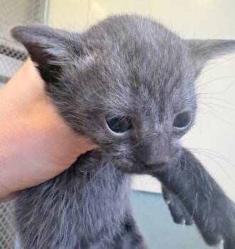 Lana -  Domestic Short Hair Cat for Adoption in Ogdensburg, New York - Lana | PetCurious