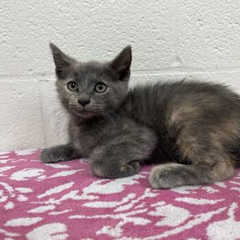 Meg -  Domestic Short Hair Cat for Adoption in Harrisonburg, Virginia - Meg | PetCurious