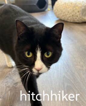 Hitchhiker -  Domestic Short Hair Cat for Adoption in Gorham, Maine - Hitchhiker | PetCurious