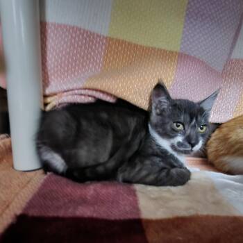 Cookies and Cream -  Domestic Short Hair Cat for Adoption in Walker, Michigan - Cookies And Cream | PetCurious