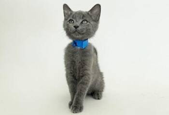 THE UNDERTAKER -  Domestic Short Hair Cat for Adoption in Brentwood, Missouri - THE UNDERTAKER | PetCurious