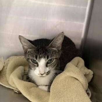 Feta -  Domestic Short Hair Cat for Adoption in Blairsville, Georgia - Feta | PetCurious