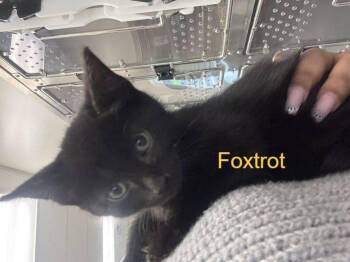 Foxtrot -  Domestic Short Hair Cat for Adoption in Hilton Head Island, South Carolina - Foxtrot | PetCurious