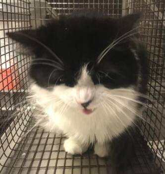 MELLO -  Domestic Long Hair Cat for Adoption in Conroe, Texas - MELLO | PetCurious