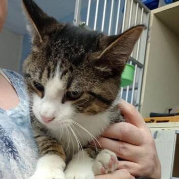 Rescue American Shorthair Cats for Adoption in Blue Earth, Minnesota - Malachite | PetCurious