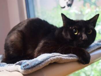 A922689 -  Domestic Short Hair Cat for Adoption in Sacramento, California - A922689 | PetCurious