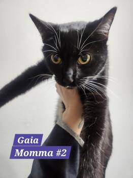 American Bobtail Cats Available for Adoption in Herndon, Virginia - Gaia | PetCurious