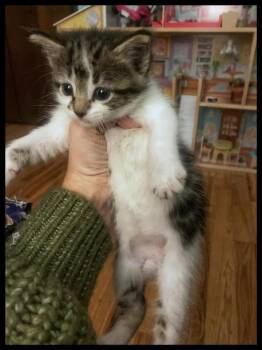 Rescue Domestic Short Hair Cats for Adoption in Wyoming, Michigan - Tempest | PetCurious