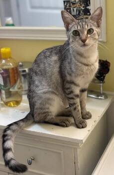 Rescue Siamese Cats for Adoption in Minneapolis, Minnesota - Ruthie | PetCurious