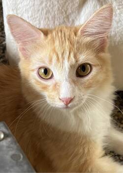 Macaroni -  Domestic Short Hair Cat for Adoption in Phoenix, Arizona - Macaroni | PetCurious