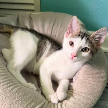 Domestic Short Hair Cats Available for Adoption in Buffalo, New York - Olivia | PetCurious