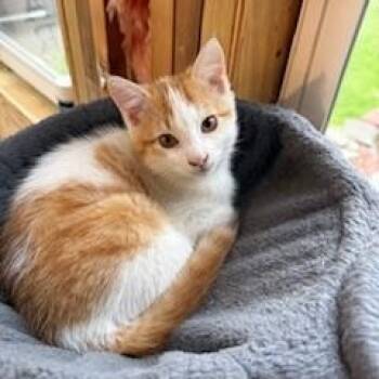 Domestic Medium Hair and Norwegian Forest Cat Cats Available for Adoption in Hawley, Pennsylvania - Gizmo | PetCurious