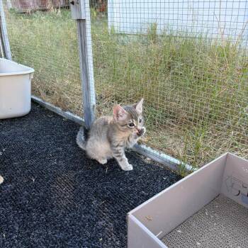 Jan -  Domestic Short Hair Cat for Adoption in Pleasanton, California - Jan | PetCurious
