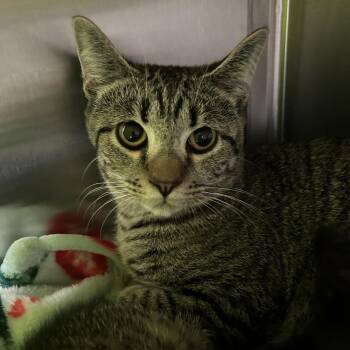 Domestic Short Hair Cats Available for Adoption in Lynchburg, Virginia - Wilma | PetCurious