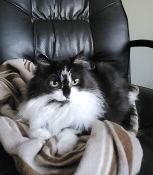 Ginny -  Domestic Long Hair Cat for Adoption in Spencerville, Ontario - Ginny | PetCurious