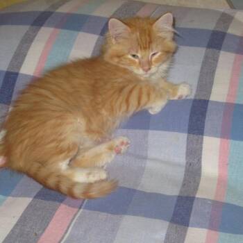 Bennett -  Domestic Long Hair Cat for Adoption in Rochester, Minnesota - Bennett | PetCurious
