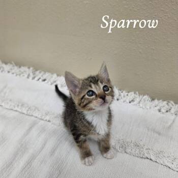 Sparrow -  Domestic Short Hair Cat for Adoption in Corpus Christi, Texas - Sparrow | PetCurious