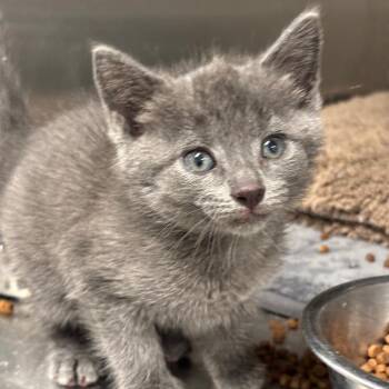 Moon -  Domestic Short Hair Cat for Adoption in League City, Texas - Moon | PetCurious