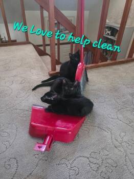 Trouble -  Domestic Short Hair Cat for Adoption in Fort Collins, Colorado - Trouble | PetCurious