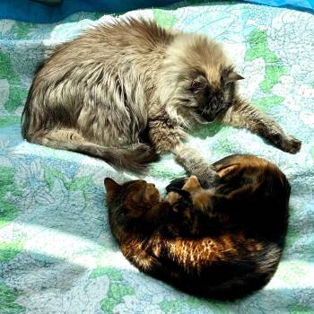 Loki & Rover -  Domestic Short Hair and Bengal Cat for Adoption in Waltham, Massachusetts - Loki & Rover | PetCurious