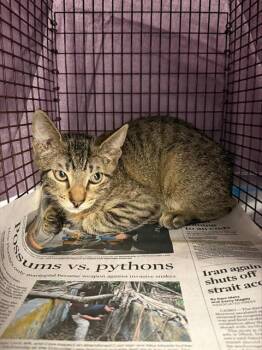 Domestic Short Hair Cats Available for Adoption in Fort Lauderdale, Florida - RIGATONI | PetCurious