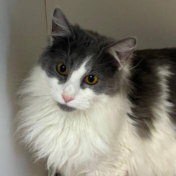 Domestic Long Hair Cats Available for Adoption - Sweeney Todd | PetCurious