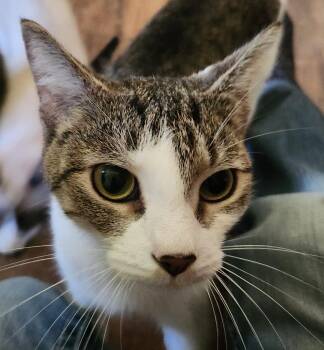 Darcelle -  Domestic Short Hair Cat Available for Adoption in Albany, New York - Darcelle | PetCurious
