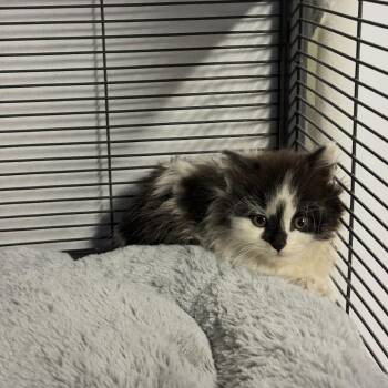 Agnes -  Domestic Long Hair Cat for Adoption in Ferndale, Michigan - Agnes | PetCurious