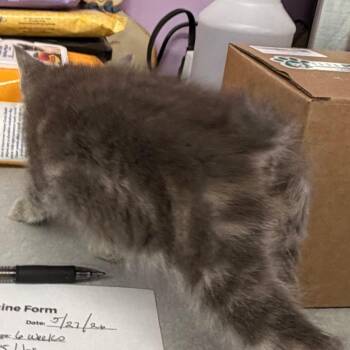 Bobbie Jo McGuillicutty -  Manx Cat for Adoption in Boerne, Texas - Bobbie Jo McGuillicutty | PetCurious