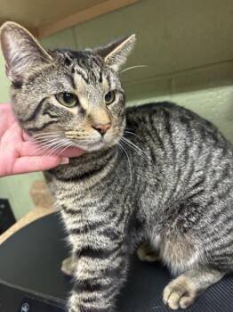 Domestic Short Hair Cats Available for Adoption in Indianapolis, Indiana - NICKEY | PetCurious